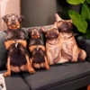 3D Simulation Dog Shiba Inu Bulldog Labrador Corgi Cute Pillow Sofa Bed Car Pillow Cushion Home 2 - Labrador Gifts