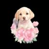 flat750x075f pad750x750f8f8f8 23 - Labrador Gifts