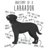 il 1000xN.4354582782 nltl - Labrador Gifts